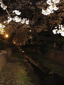 呑川桜